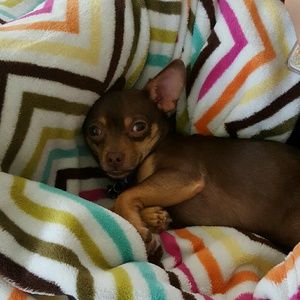 Meet your Posher, Dee